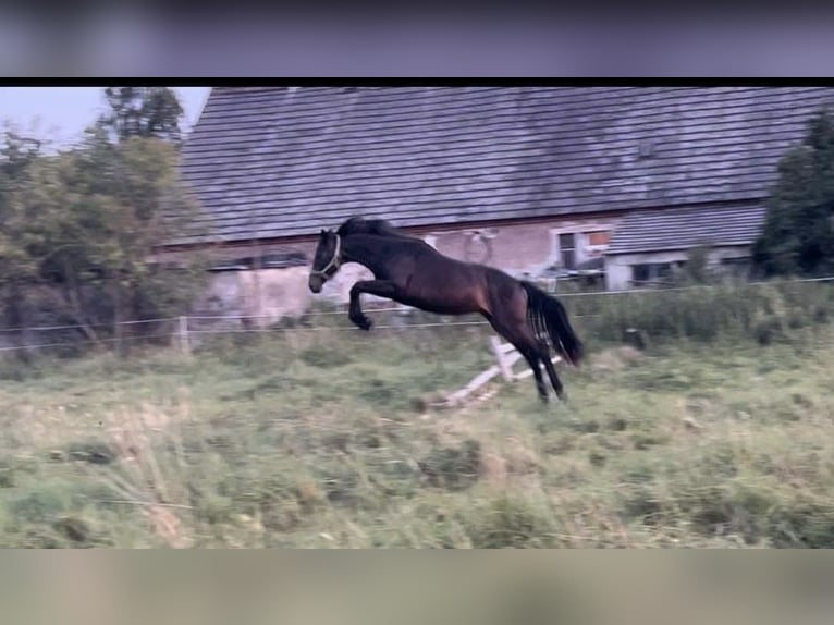 Polish Halfbred Mare 3 years 15 hh Bay-Dark in Legnica