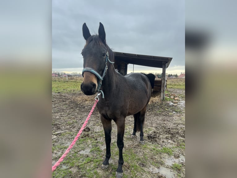 Polish Halfbred Mare 3 years 15 hh Bay-Dark in Legnica