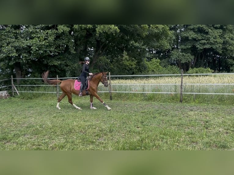 Polish Halfbred Mare 3 years 15,2 hh Chestnut-Red in Z&#x142;ot&#xF3;w