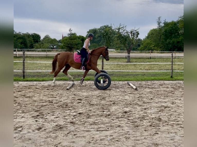 Polish Halfbred Mare 3 years 15,2 hh Chestnut-Red in Z&#x142;ot&#xF3;w