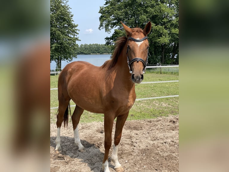 Polish Halfbred Mare 3 years 15,2 hh Chestnut-Red in Z&#x142;ot&#xF3;w