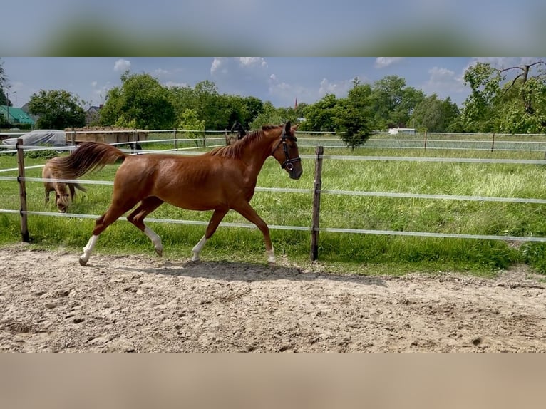 Polish Halfbred Mare 3 years 15,2 hh Chestnut-Red in Z&#x142;ot&#xF3;w