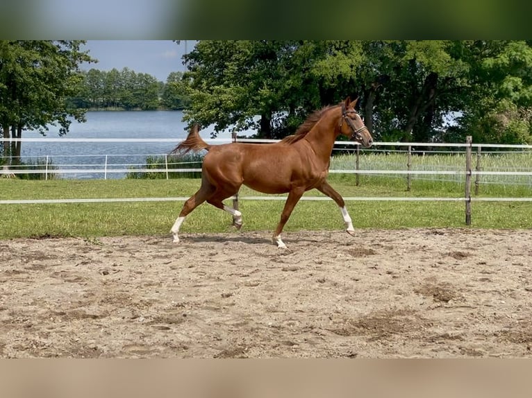 Polish Halfbred Mare 3 years 15,2 hh Chestnut-Red in Z&#x142;ot&#xF3;w