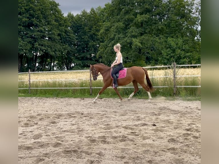 Polish Halfbred Mare 3 years 15,2 hh Chestnut-Red in Z&#x142;ot&#xF3;w