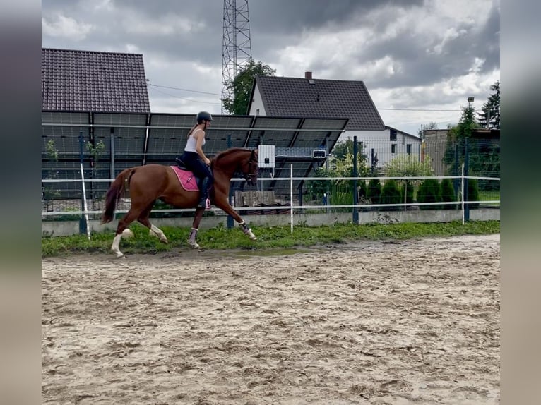 Polish Halfbred Mare 3 years 15,2 hh Chestnut-Red in Z&#x142;ot&#xF3;w