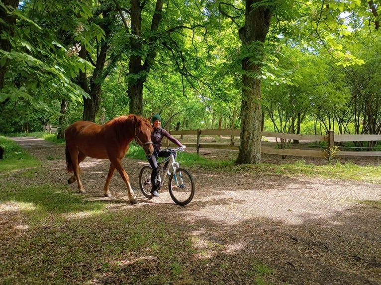 Polish Halfbred Mare 3 years 15,3 hh Chestnut-Red in Leszno Dolne
