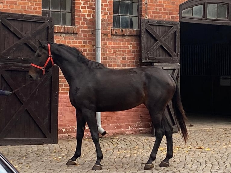 Polish Halfbred Mare 3 years 16,1 hh Bay-Dark in Świdwin