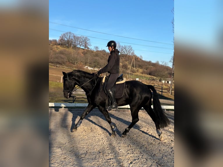 Polish Halfbred Mare 3 years 16,1 hh Black in Wałbrzych