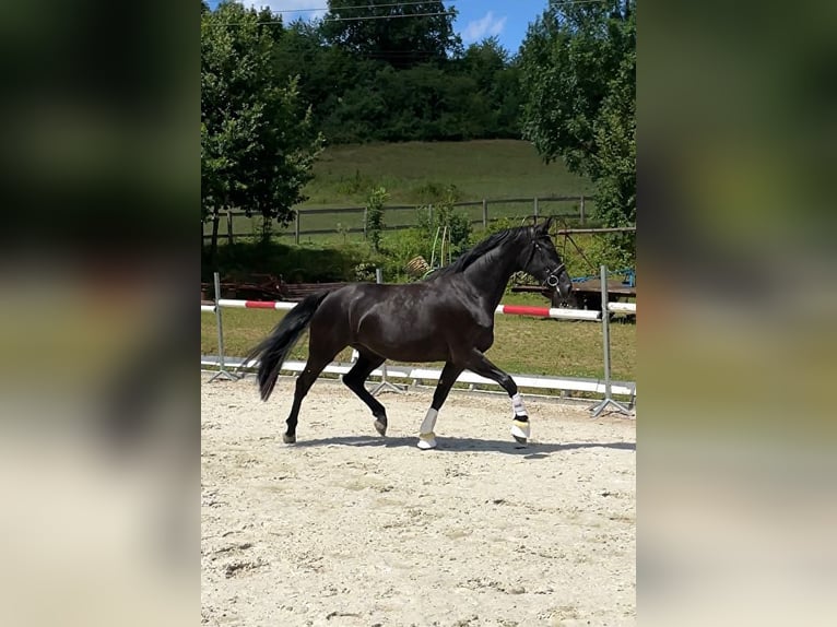 Polish Halfbred Mare 3 years 16,1 hh Black in Wałbrzych