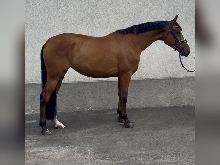 Polish Halfbred Mare 3 years 16.1 hh Brown in Strzałkowo