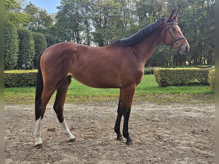 Polish Halfbred Mare 3 years 16,1 hh Brown in Posadowo