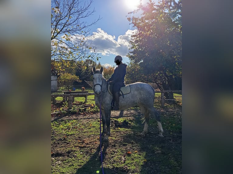 Polish Halfbred Mare 3 years 16.1 hh Grey in Maniów