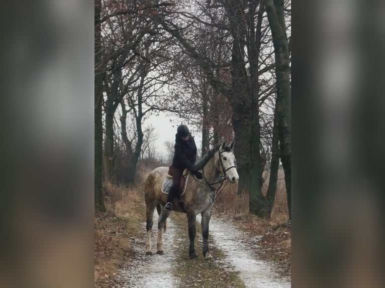 Polish Halfbred Mare 3 years 16.1 hh Grey in Maniów