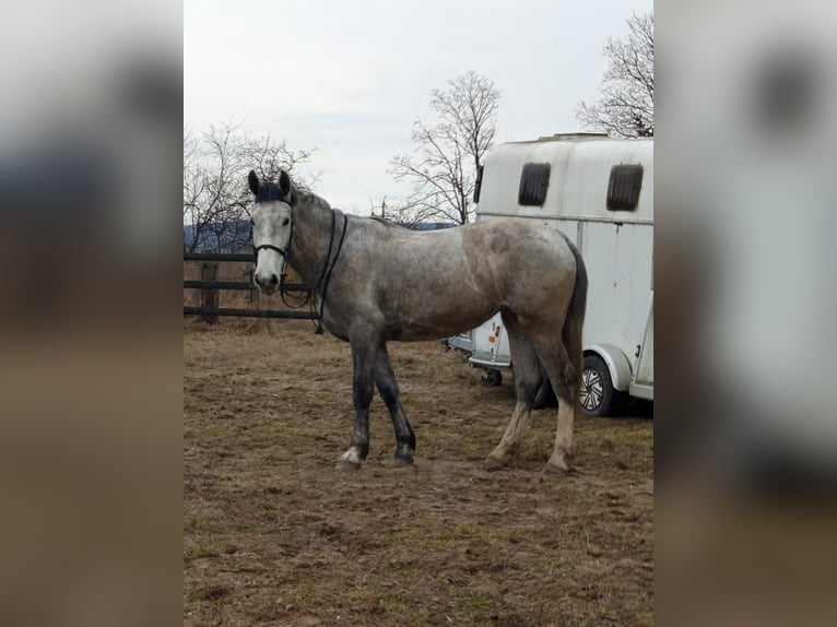 Polish Halfbred Mare 3 years 16.1 hh Grey in Maniów