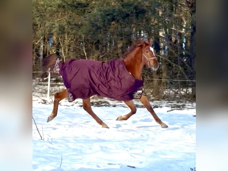 Polish Halfbred Mare 3 years 16.2 hh Chestnut-Red in Garwolin