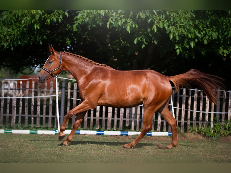 Polish Halfbred Mare 3 years 16.2 hh Chestnut-Red in nowa sól