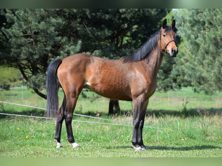 Polish Halfbred Mare 3 years 16 hh Brown in Boguchwałowice