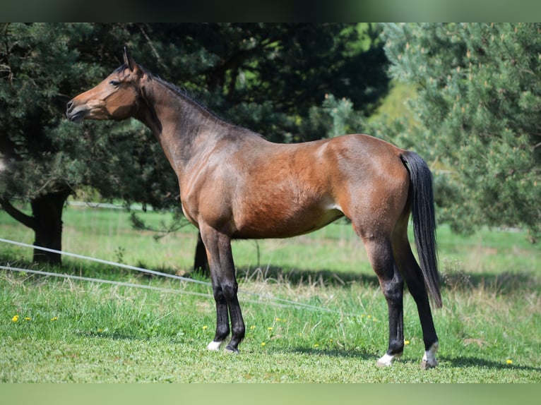 Polish Halfbred Mare 3 years 16 hh Brown in Boguchwałowice