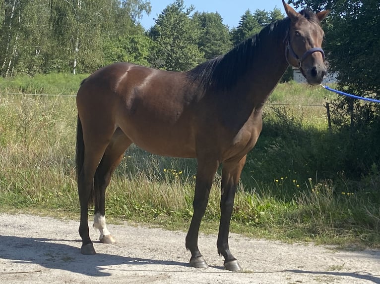 Polish Halfbred Mare 3 years 16 hh Brown in Urzuty