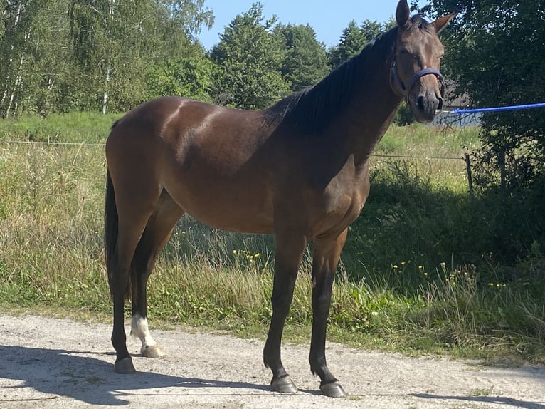 Polish Halfbred Mare 3 years 16 hh Brown in Urzuty