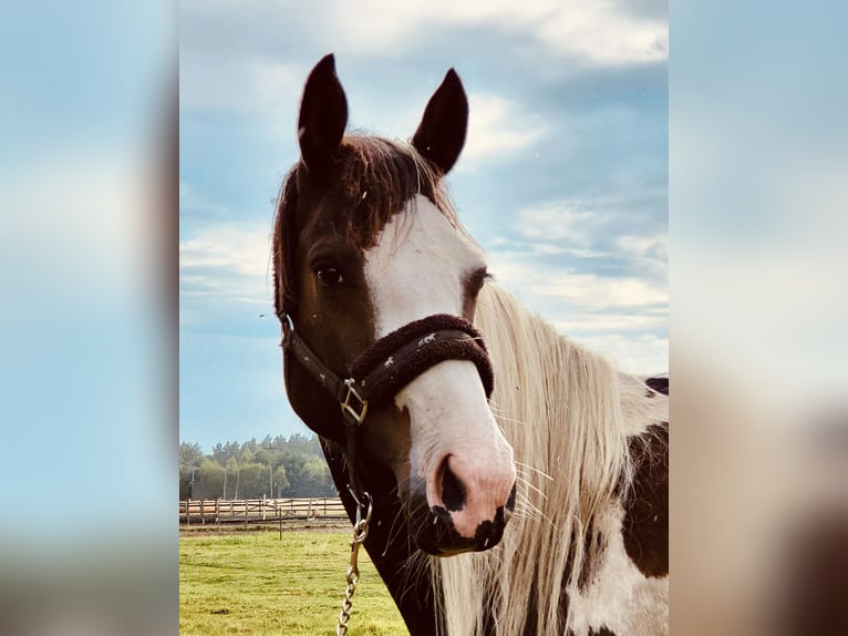 Polish Halfbred Mare 3 years 16 hh Pinto in Stropieszyn