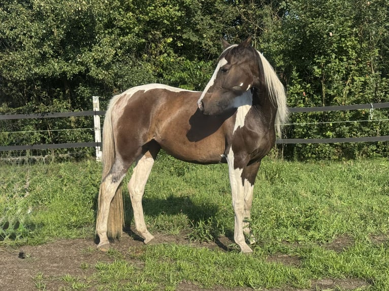Polish Halfbred Mare 3 years 16 hh Pinto in Stropieszyn