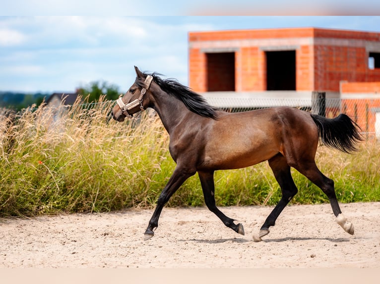 Polish Halfbred Mare 3 years 16,1 hh Bay-Dark in Knur&#xF3;w