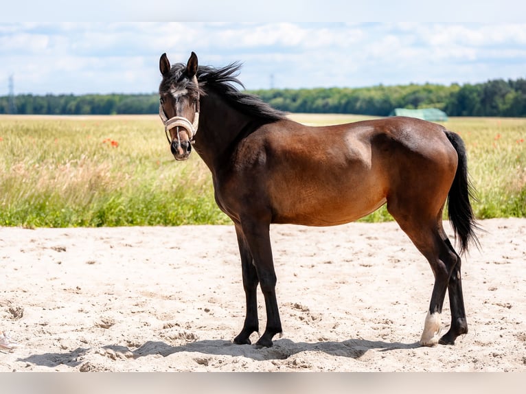 Polish Halfbred Mare 3 years 16,1 hh Bay-Dark in Knur&#xF3;w