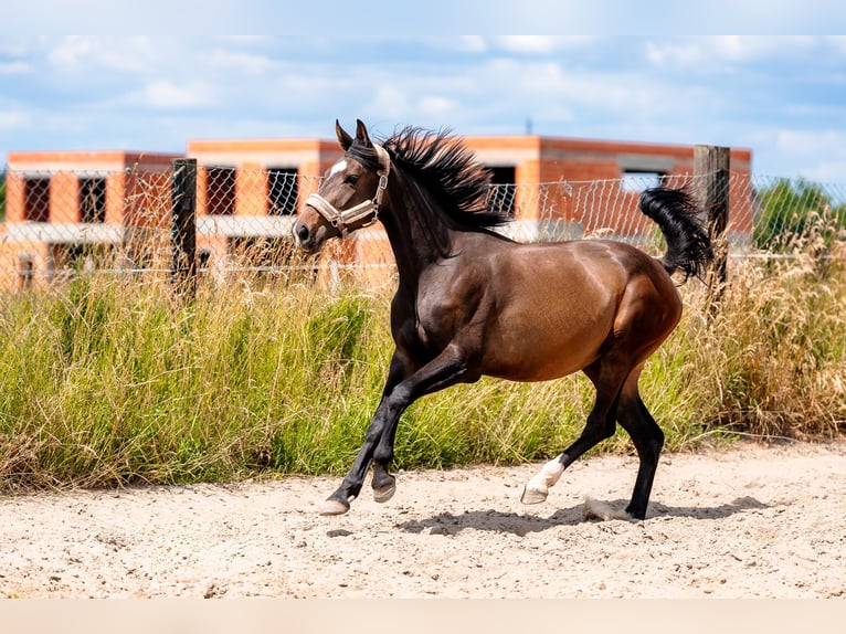 Polish Halfbred Mare 3 years 16,1 hh Bay-Dark in Knur&#xF3;w