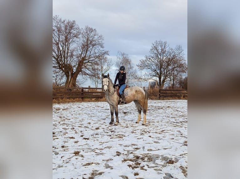 Polish Halfbred Mare 3 years 16,1 hh Grey in Maniów