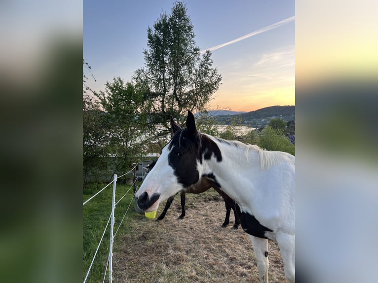 Polish Halfbred Mare 3 years 16,2 hh Pinto in Gródek nad Dunajcem
