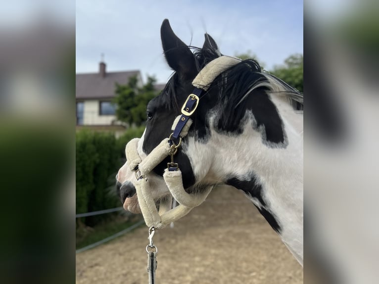 Polish Halfbred Mare 3 years 16,2 hh Pinto in Gródek nad Dunajcem