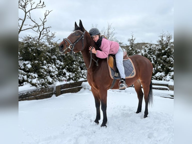 Polish Halfbred Mare 4 years 15,1 hh Bay in Görlitz