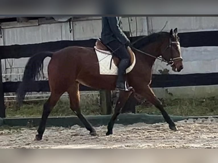 Polish Halfbred Mare 4 years 15,1 hh Bay in Görlitz