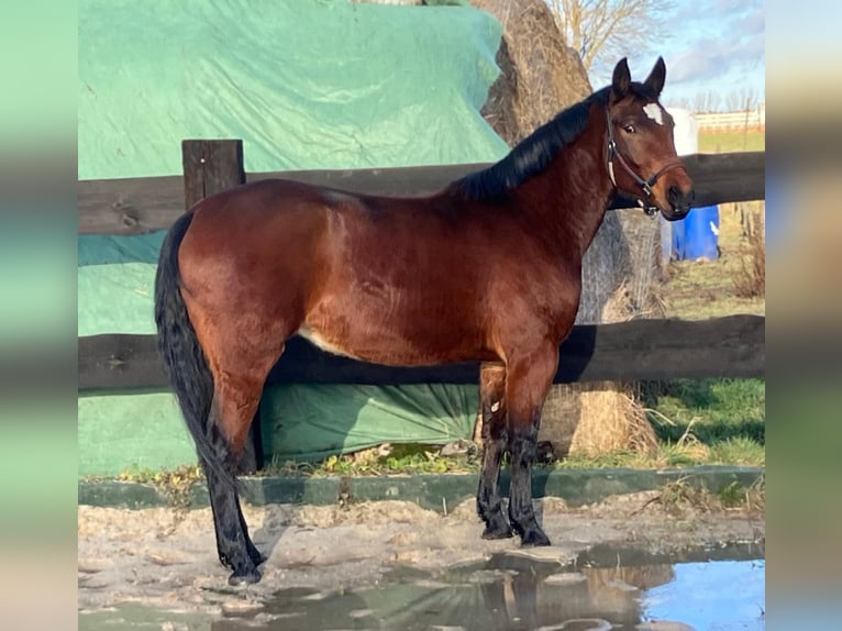 Polish Halfbred Mare 4 years 15,1 hh Bay in Görlitz