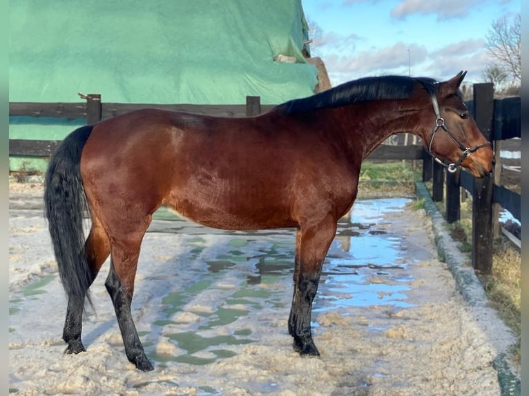 Polish Halfbred Mare 4 years 15,1 hh Bay in Görlitz