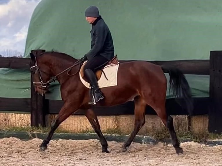 Polish Halfbred Mare 4 years 15,1 hh Bay in Görlitz