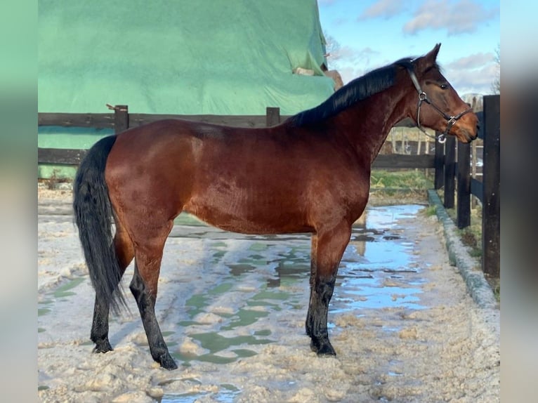 Polish Halfbred Mare 4 years 15,1 hh Bay in Görlitz