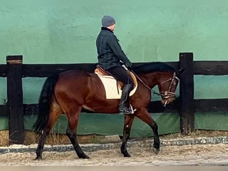 Polish Halfbred Mare 4 years 15,1 hh Bay in Görlitz