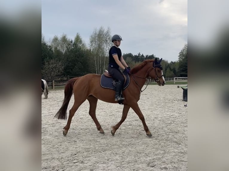 Polish Halfbred Mare 4 years 15 hh Chestnut-Red in Strzeszyn