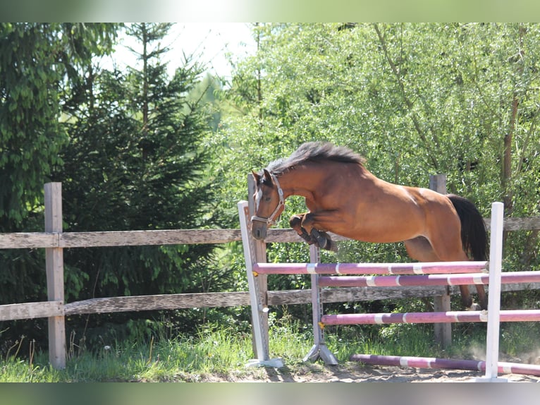 Polish Halfbred Mare 4 years 15,2 hh Bay in Gryfice