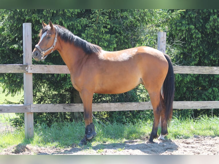 Polish Halfbred Mare 4 years 15,2 hh Bay in Gryfice
