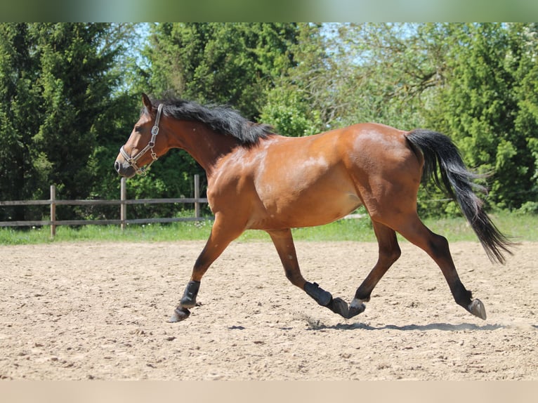 Polish Halfbred Mare 4 years 15,2 hh Bay in Gryfice