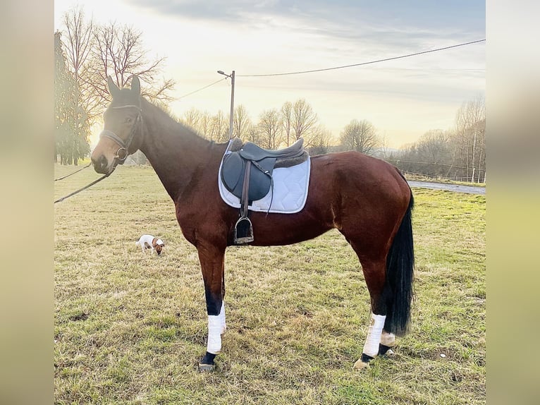 Polish Halfbred Mare 4 years 15,3 hh Brown in Studniska G&#xF3;rne