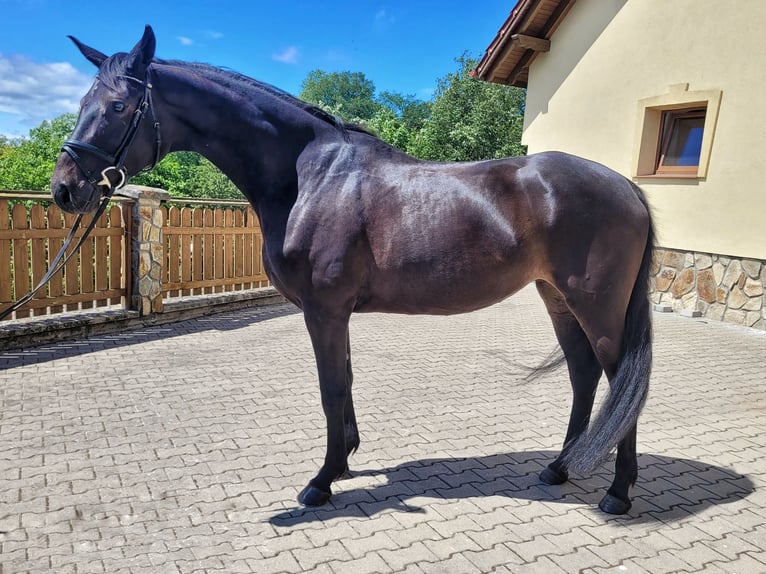 Polish Halfbred Mare 4 years 16,1 hh Bay-Dark in Stara Kamienica