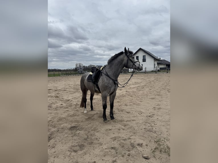 Polish Halfbred Mare 4 years 16.1 hh Grey-Dapple in Odolanów