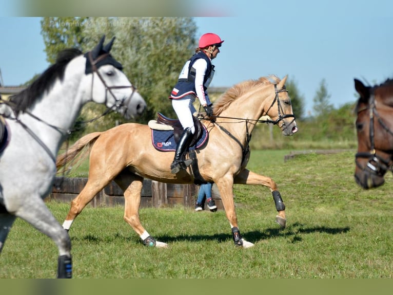 Polish Halfbred Mare 4 years 16,1 hh Palomino in Kamieniec Wroc