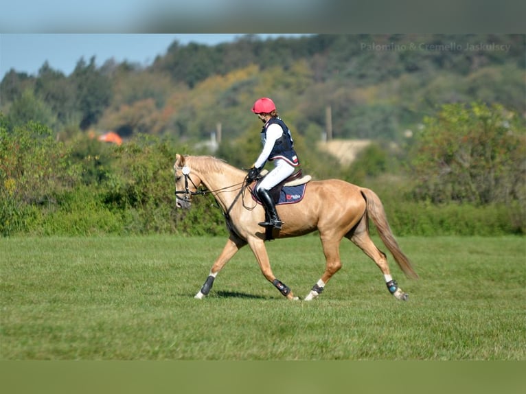 Polish Halfbred Mare 4 years 16,1 hh Palomino in Kamieniec Wroc