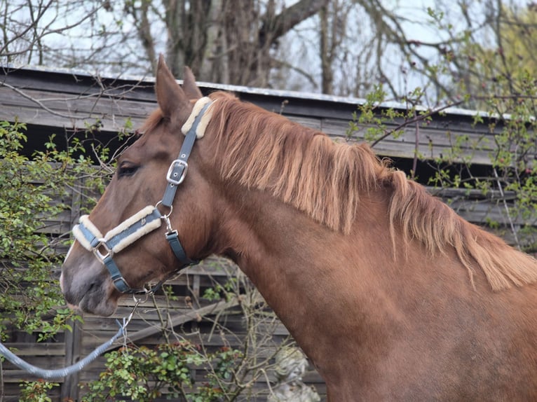 Polish Halfbred Mare 4 years 16.2 hh Chestnut-Red in Hannover