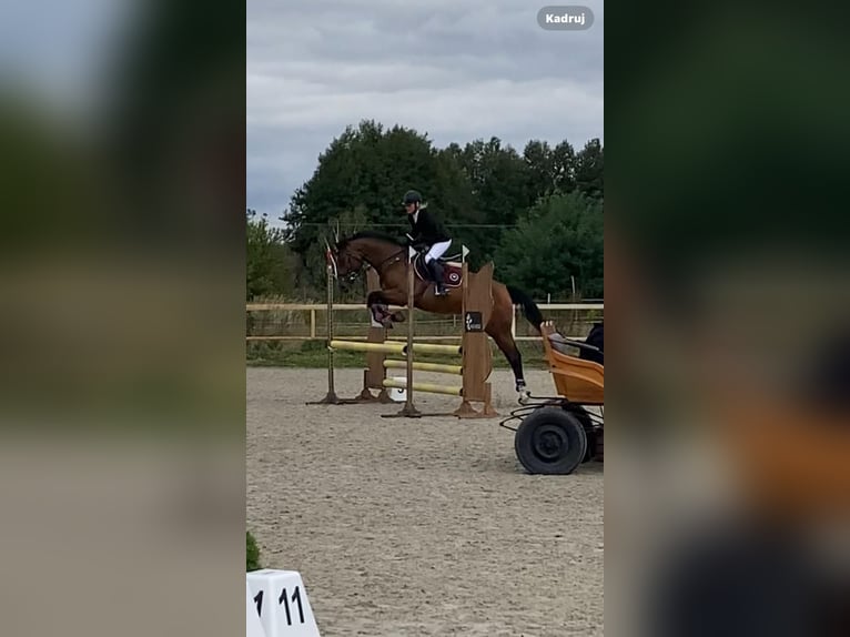 Polish Halfbred Mare 4 years 16,2 hh in Kalinowo